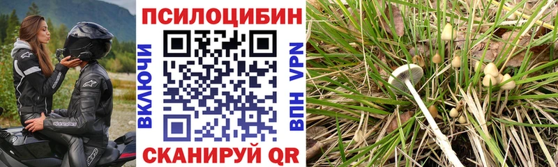 blacksprut онион  Тара  Галлюциногенные грибы ЛСД 