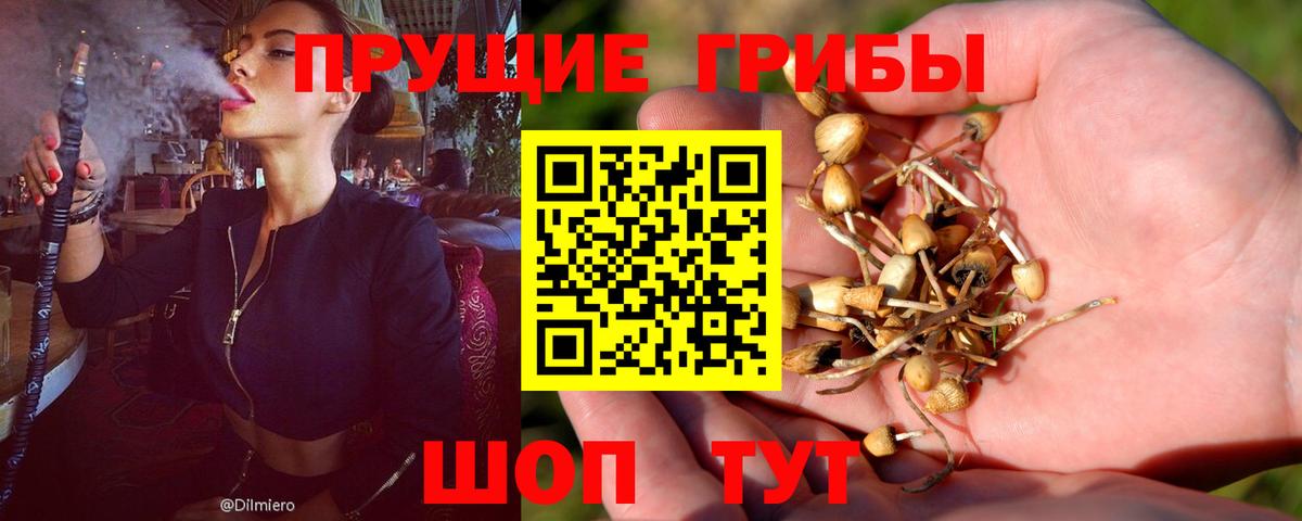 Галлюциногенные грибы Psilocybine cubensis  Вход с VPN  Тара 
